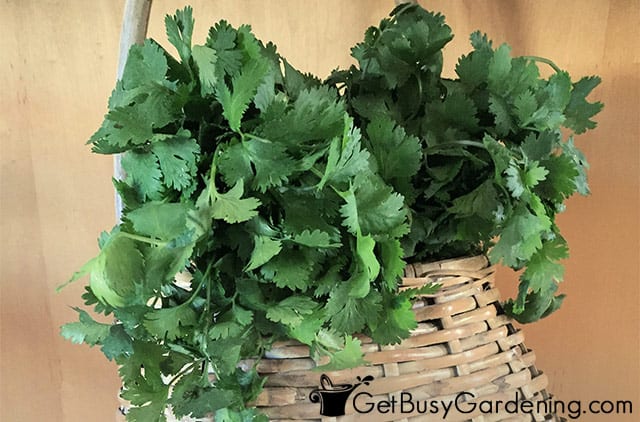 Freshly picked parsley ready to eat