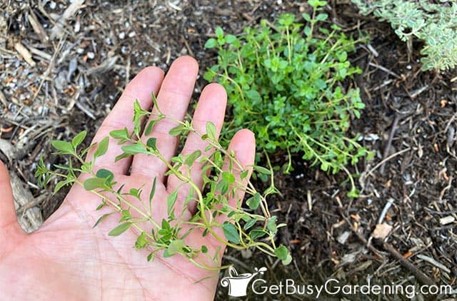 Freshly picked thyme ready to eat