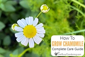 How To Grow Chamomile At Home