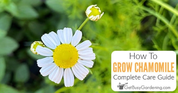 Growing Chamomile at Home
