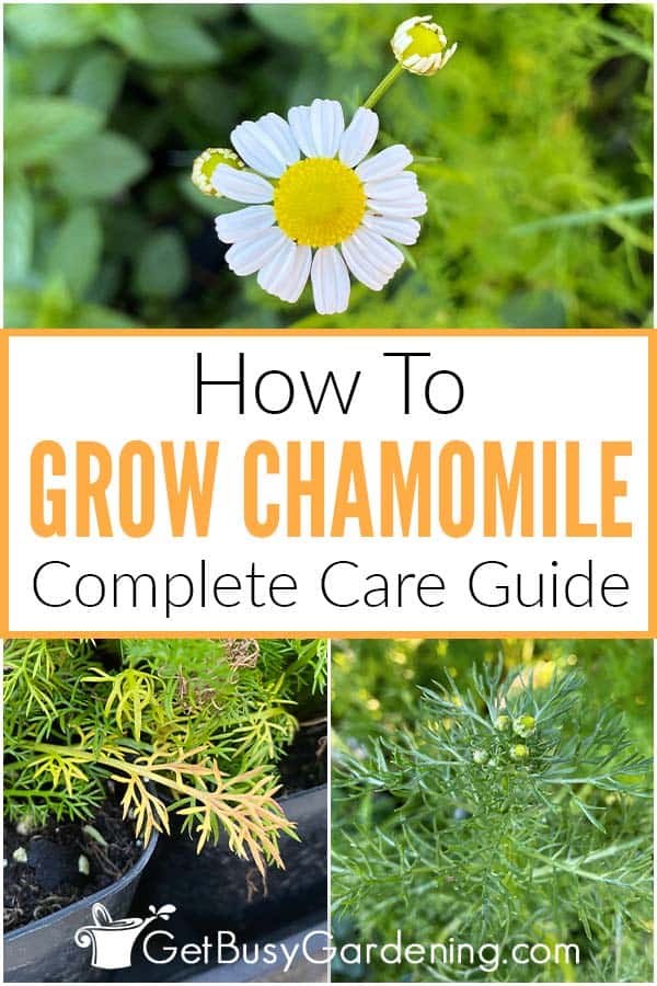How To Grow Chamomile Complete Care Guide