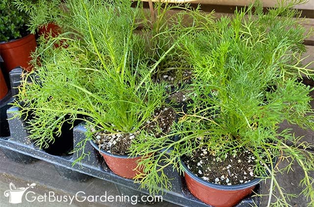 Growing chamomile in pots