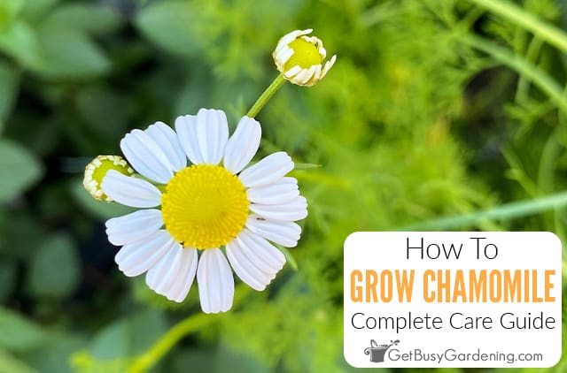 How To Grow Chamomile At Home