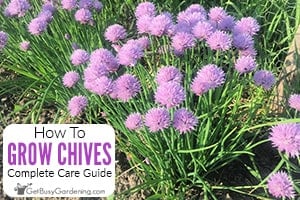 How To Grow Chives At Home