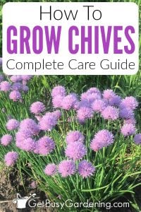 Growing Chives: Complete How To Care Guide - Get Busy Gardening