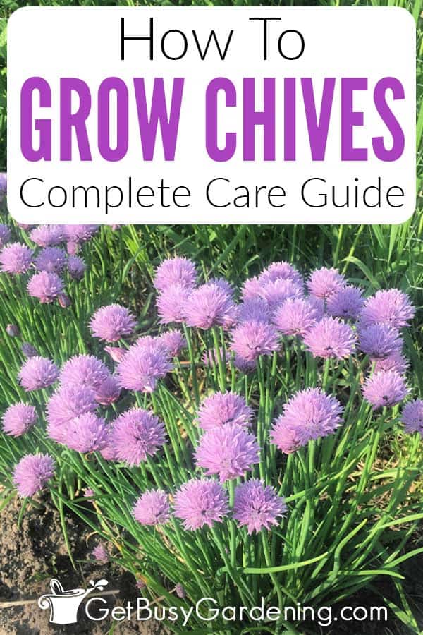 How To Grow Chives Complete Care Guide
