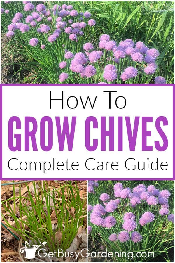How To Grow Chives Complete Care Guide