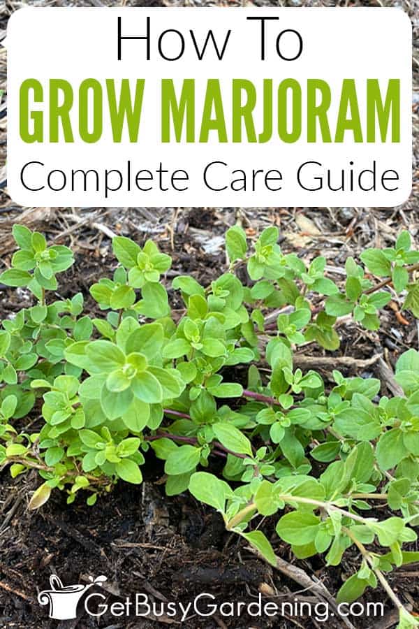 How To Grow Marjoram Complete Care Guide