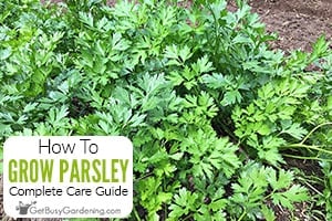 How To Grow Parsley At Home
