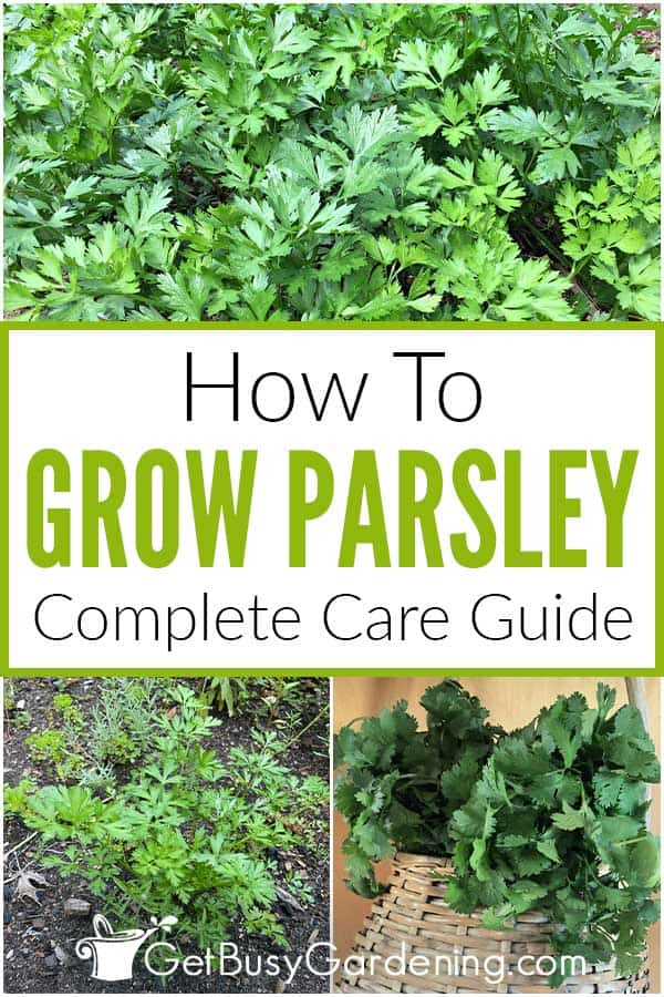 How To Grow Parsley Complete Care Guide