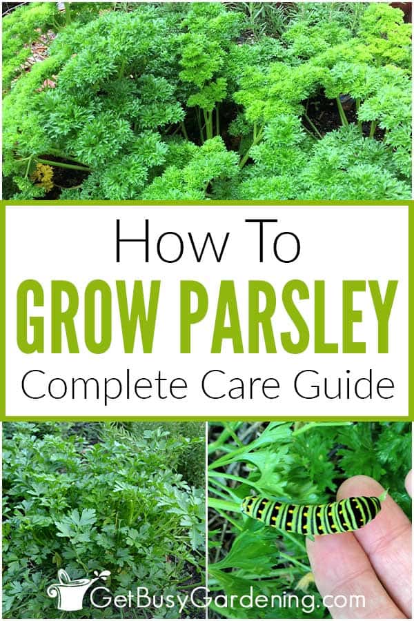 How To Grow Parsley Complete Care Guide