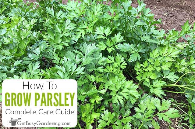 How To Grow Parsley At Home