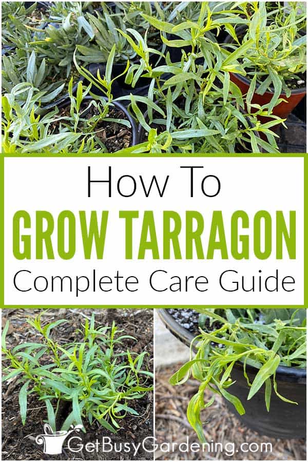 How To Grow Tarragon Complete Care Guide