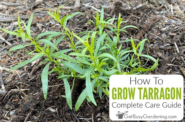 How To Grow Tarragon At Home
