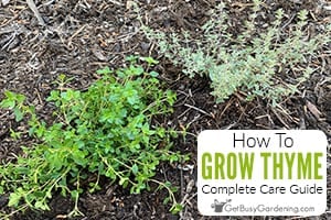 How To Grow Thyme At Home