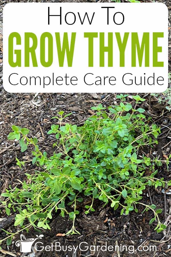 How To Grow Thyme Complete Care Guide