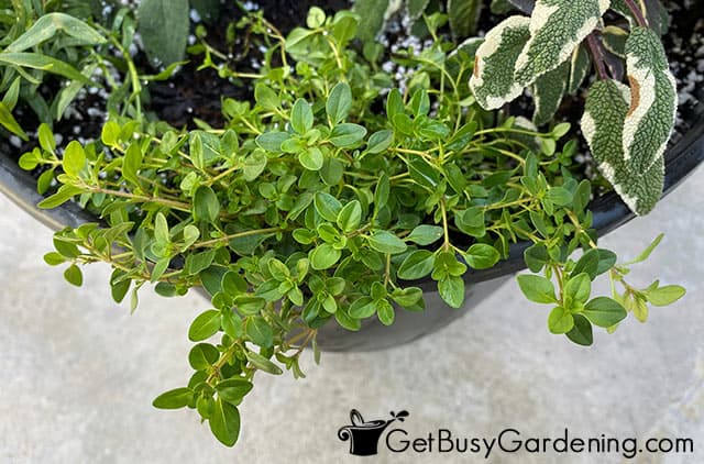 Growing thyme in a pot outdoors