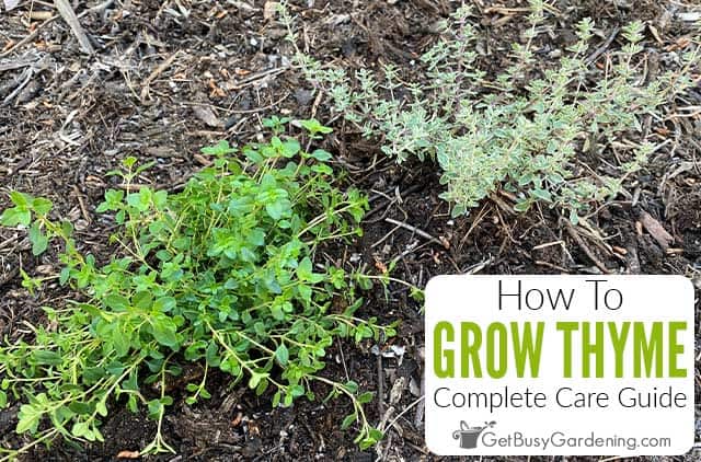 When and How to Harvest Thyme Without Killing the Plant