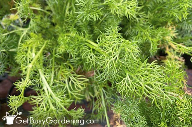 Healthy green chamomile leaves