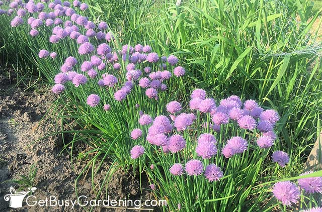 Mature chives growing in my garden