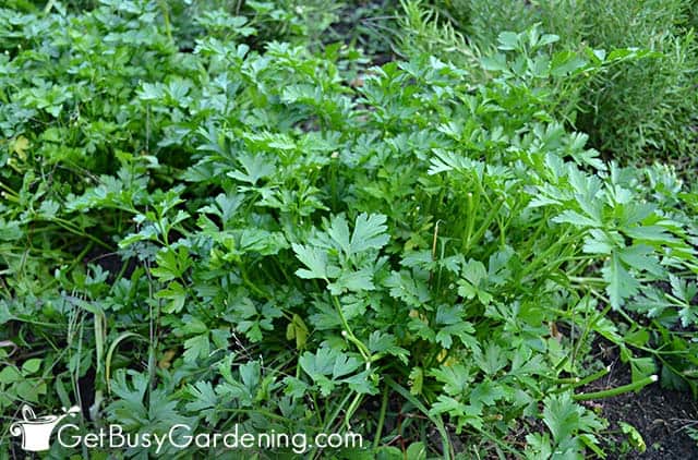 Mature parsley plant ready to harvest