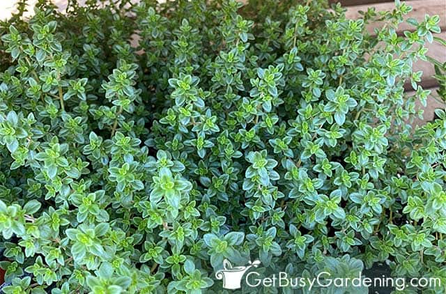 Mature thyme plant ready to harvest