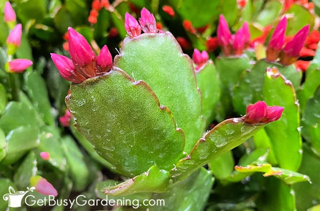 New flower buds on an Easter cactus in spring