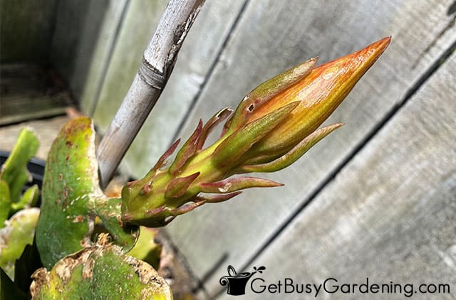 New orchid cactus flower bud