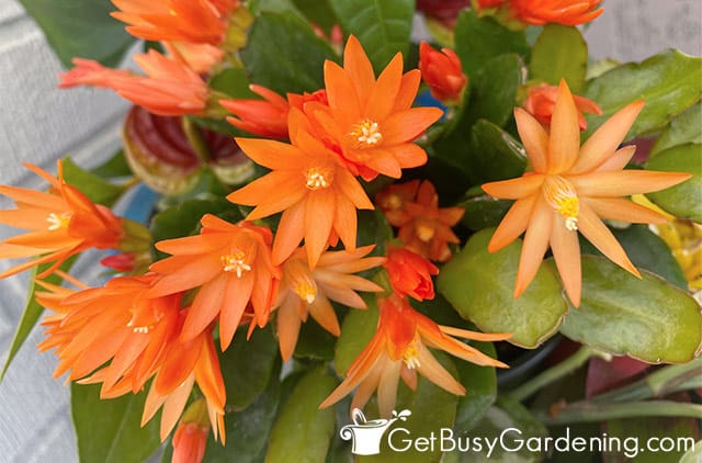 Orange Easter cactus in full bloom