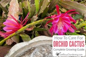 Orchid Cactus Care & Complete Growing Guide - Get Busy Gardening