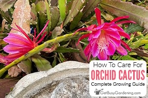 How To Care For An Orchid Cactus Plant (Epiphyllum)