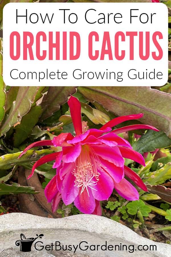 How To Care For Orchid Cactus Complete Growing Guide