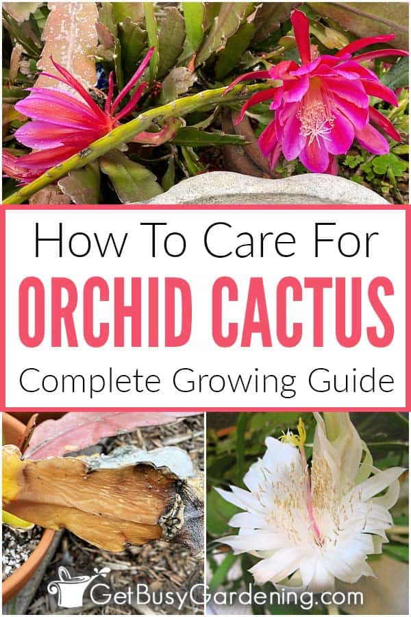 How To Care For Orchid Cactus Complete Growing Guide