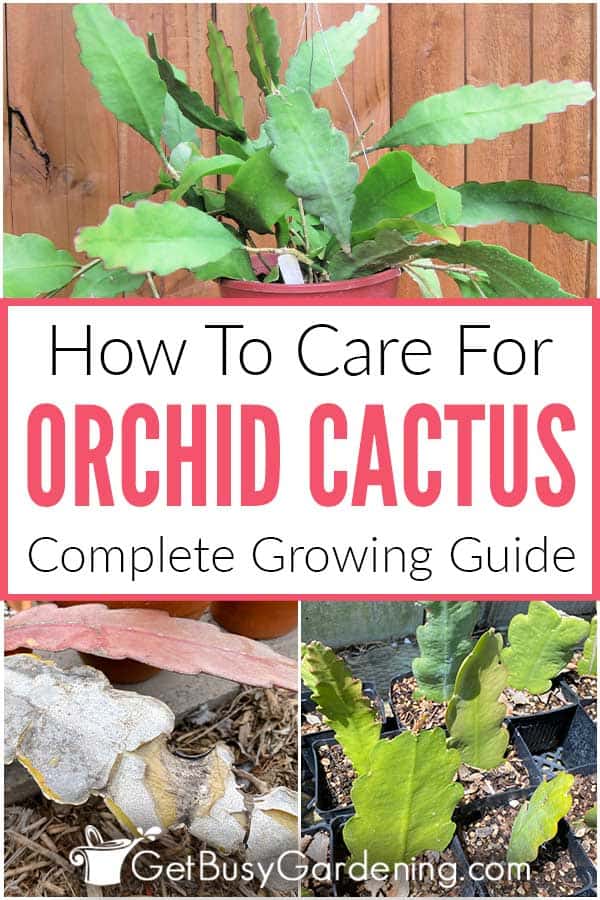 How To Care For Orchid Cactus Complete Growing Guide