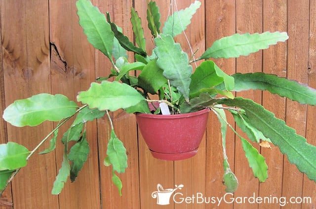 Orchid cactus growing in a hanging basket