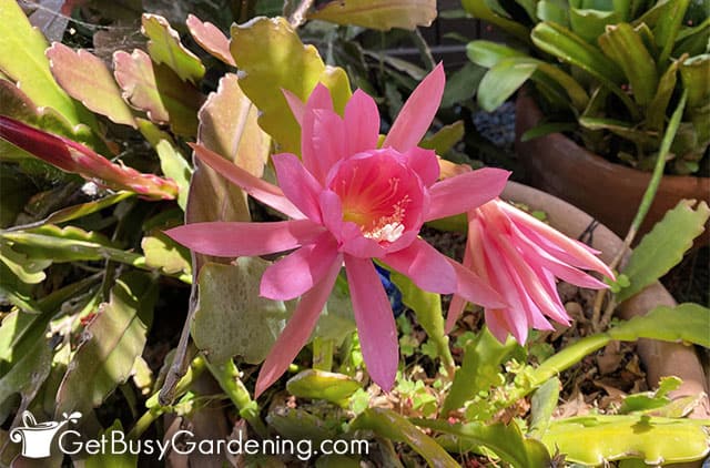 Pink orchid cactus flower