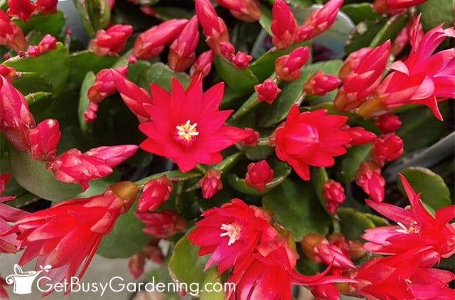 Red spring cactus flowers opening