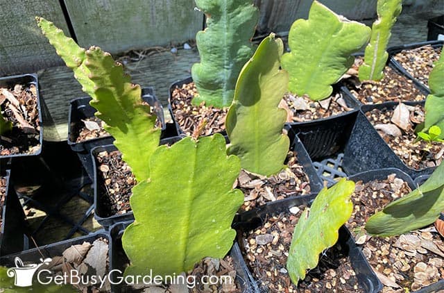 Rooting orchid cactus cuttings