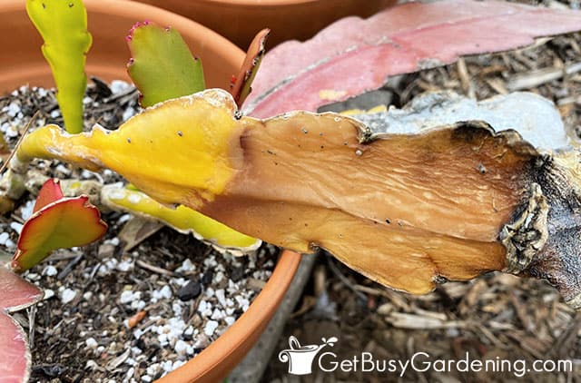 Rotting brown and yellow epi cactus leaf