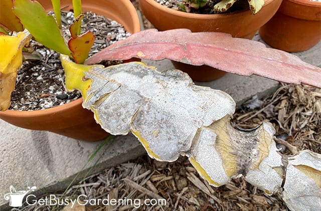 Sunburn Epiphyllum orchid cactus leaf