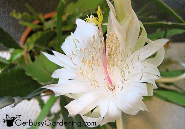 White orchid cactus flower
