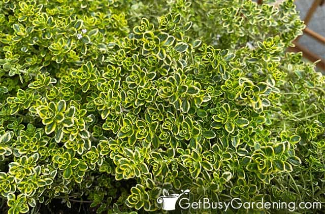 Yellow and green variegated lemon thyme plant