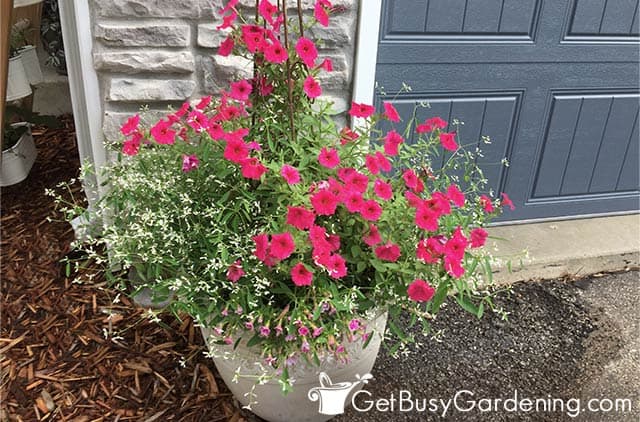 Beautiful container planting using two colors