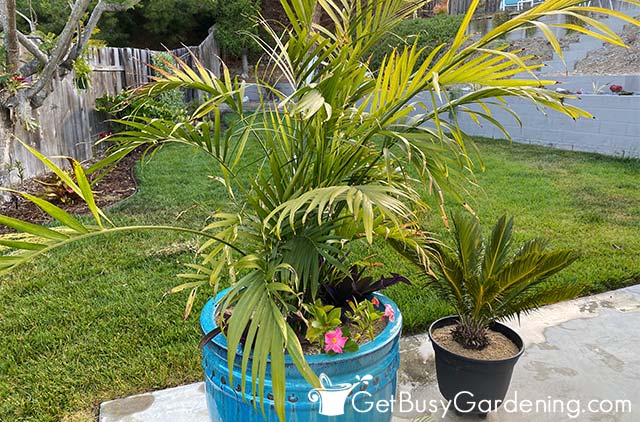 Beautiful large cat palm plant