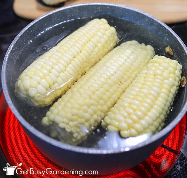 Blanching corn on the cob before freezing