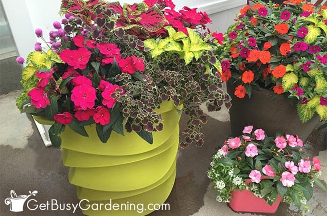 Bright color combinations for flower pots