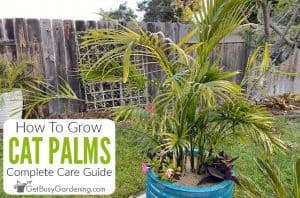 Cat Palm Plant Care Guide - How To Grow Chamaedorea cataractarum