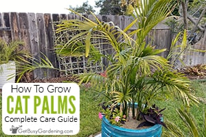 How To Care For Cat Palm (Chamaedorea cataractarum)