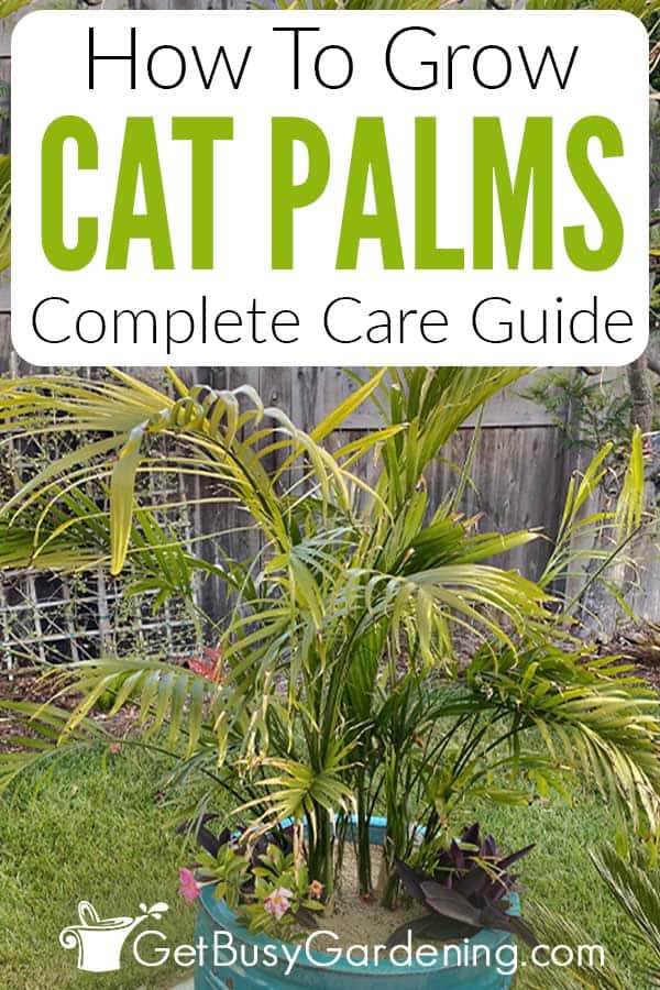 How To Grow Cat Palms Complete Care Guide