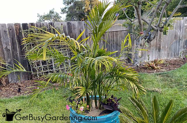 Cat palm growing outdoors in a pot